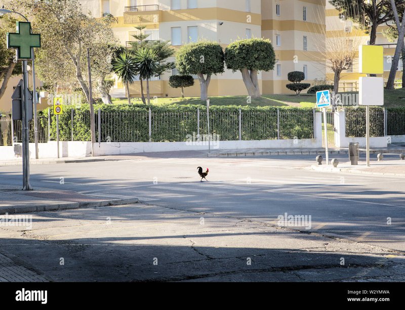 ¡Conoce el secreto detrás del juego de azar del Camino del Pollo en España